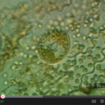 Video: Stomata Opening and Closing