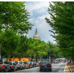 Trees and Soils: Stormwater Superstars in the Greater D.C. Region?