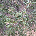 The Champion and the Elf: Variability of the Coast Live Oak