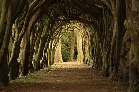 Trained yews at Franciscan College in Gormanston (Image from http://www.studyco.com/article/11075-Meath)