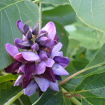 Philadelphia Commits to Ambitious Green Infrastructure Plan