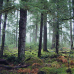 Balance is Overrated <em><br><i>An Interview with World Forestry Center’s Rick Zenn</em></br></i>