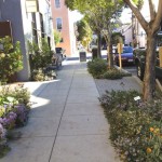 History of a Streetscape: The 20th Street Biophilic Landscape