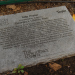 The Basics of Tree Structure and Growth