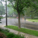 How Trees and Soil Improve Water Quality