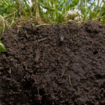 What Is Soil Organic Matter?