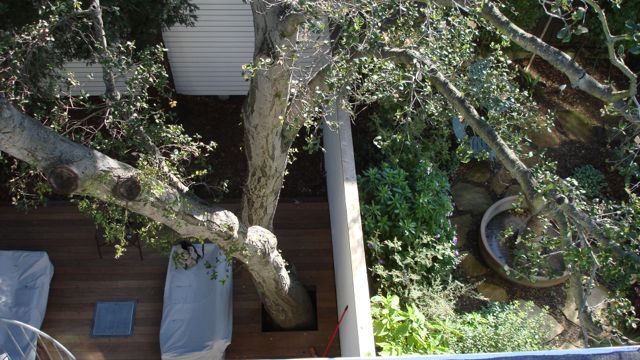 1 roots in neighbor's yard