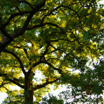 The Most Important Factor for Growing Healthy Trees