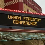 10 Thoughts on Texas’s Trees