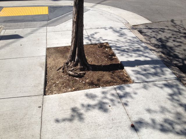 The circling roots on this tree impede water uptake, so more water is needed to keep the tree healthy.
