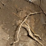 Buried Treasure: Conserving Urban Soil in Place