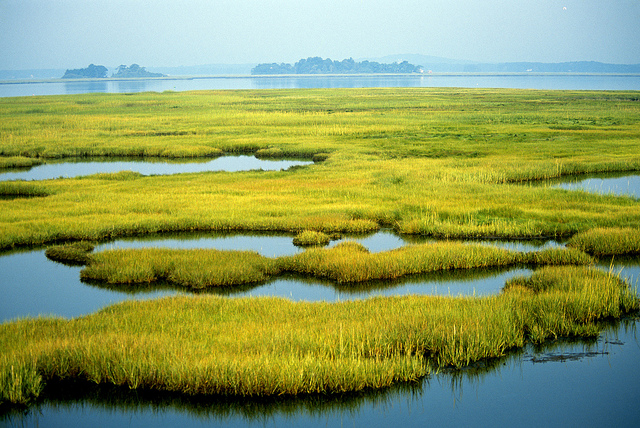 Wetlands and the earth's biomes