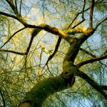 Phoenix, AZ’s Once and Future Forest