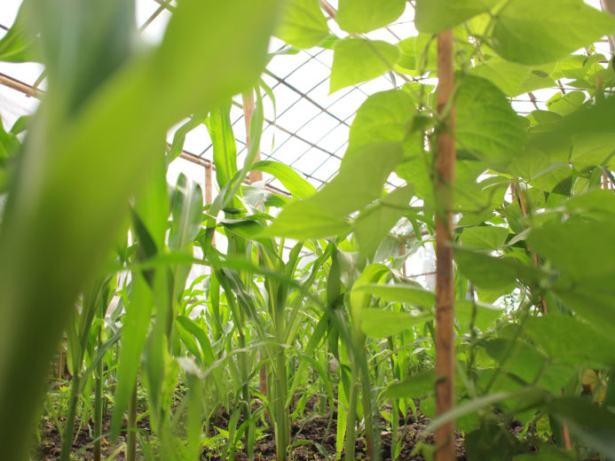 Ideas For Shade Gardening | Hot Springs News & Breaking Information