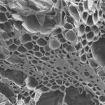 Improving Stormwater Control Measure Performance with Biochar