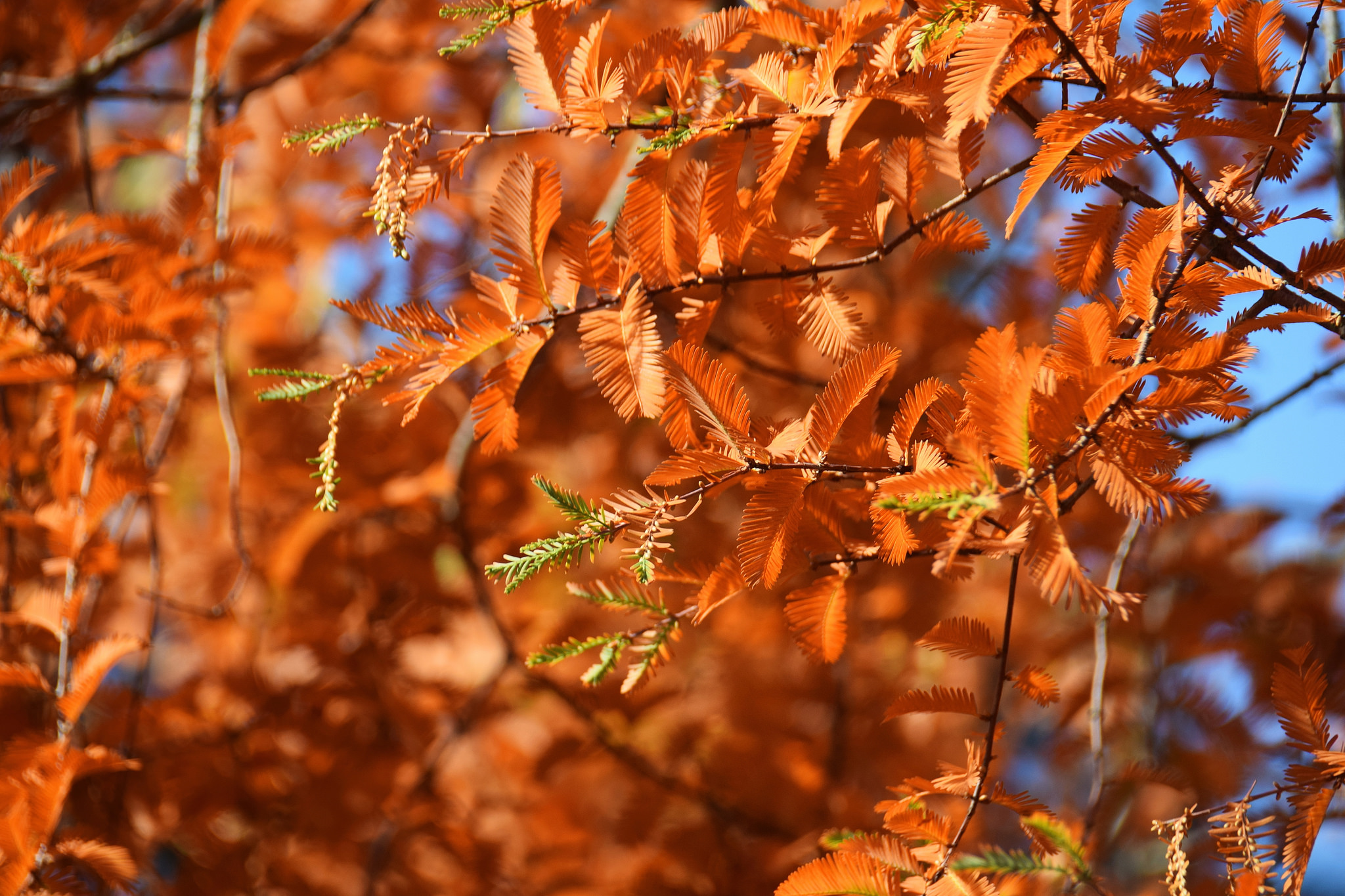 Metasequoia glyptostroboides fall color, image Lotus Johnson (CC BY-NC 2.0)
