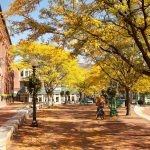 Tree-Friendly Development: The Role of a Consulting Arborist