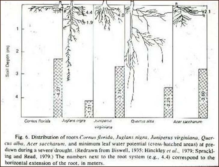 Tree Root Depth Chart