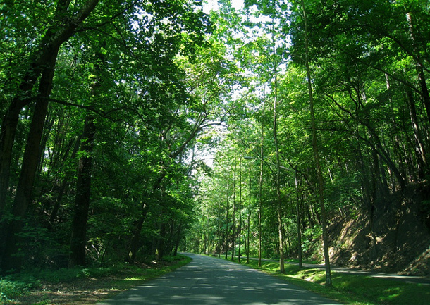 tree-lined walkway