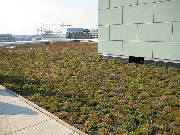 Green roof - Washington DC