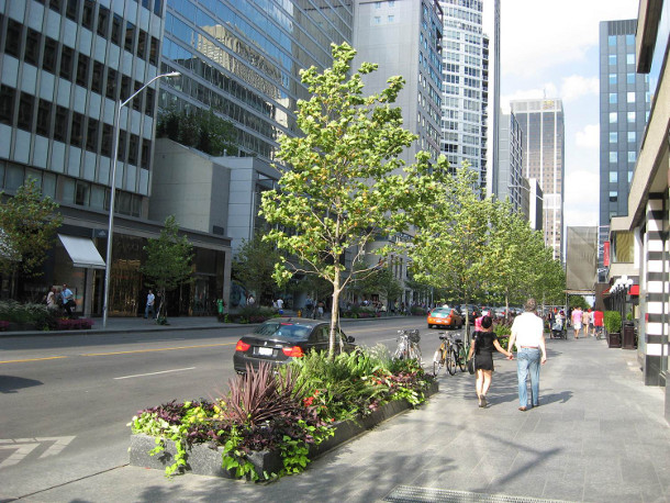 Trees planted in Silva Cells along Bloor Street in 2012