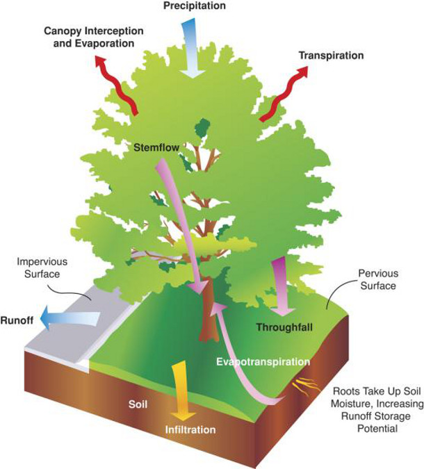 Xiao, Q.; McPherson, E.G.; Ustin, S.L.; Grismer, M.E. 2000. A new approach to modeling tree rainfall interception. Journal of Geographical Research Atmospheres 105: 29173-29188. 