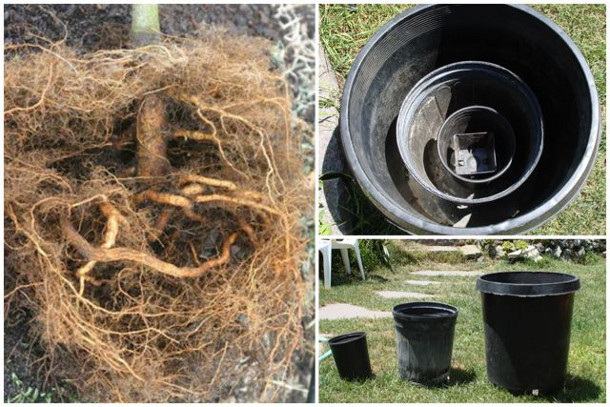 Growing in a series of containers can lead to rootballs within rootballs. Image on left by Dr. Ed Gilman.