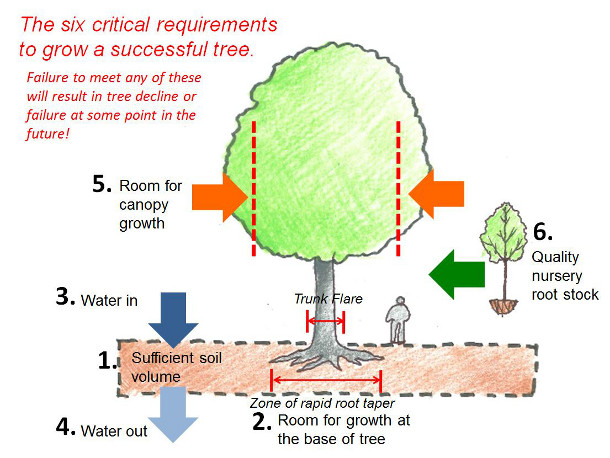 Six Critical Requirements to Grow a Successful Tree. Image: James Urban