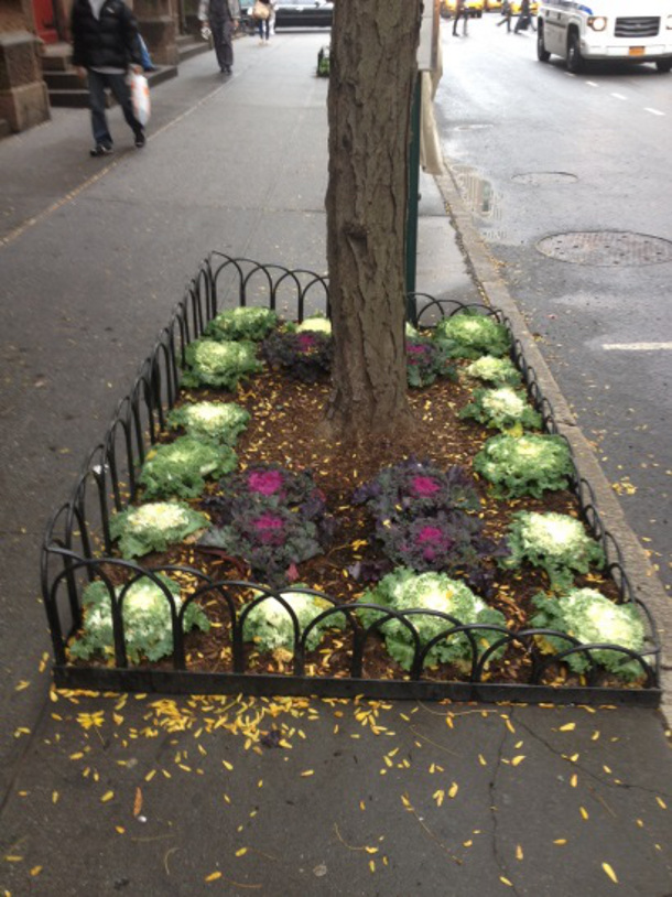 An example of a decorative tree guard on 23rd Street and Park Avenue in New York City.