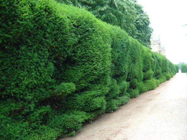 Hedge at Montacute House, Sommerset. Flickr credit: Moochy
