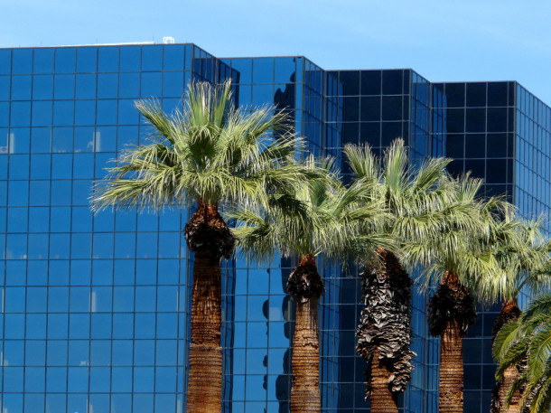 Urban palm trees in Phoenix, AZ. Flickr credit: sea turtle