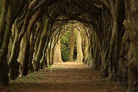 Trained yews at Franciscan College in                                                        Gormanston (Image from http://www.studyco.com/article/11075-Meath)
