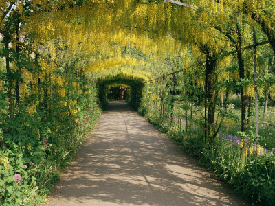 Vegetated archway as Cloister at Hampton Court (Image: Stacjia)