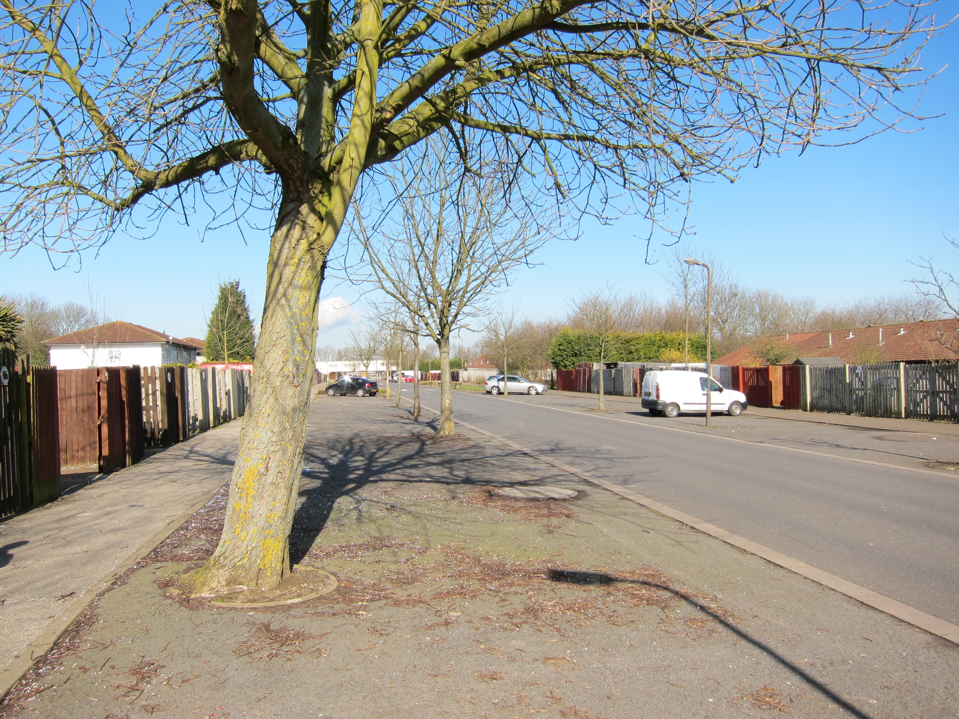 Why Are These 40 Year Old Trees Such Different Sizes? DeepRoot Blog