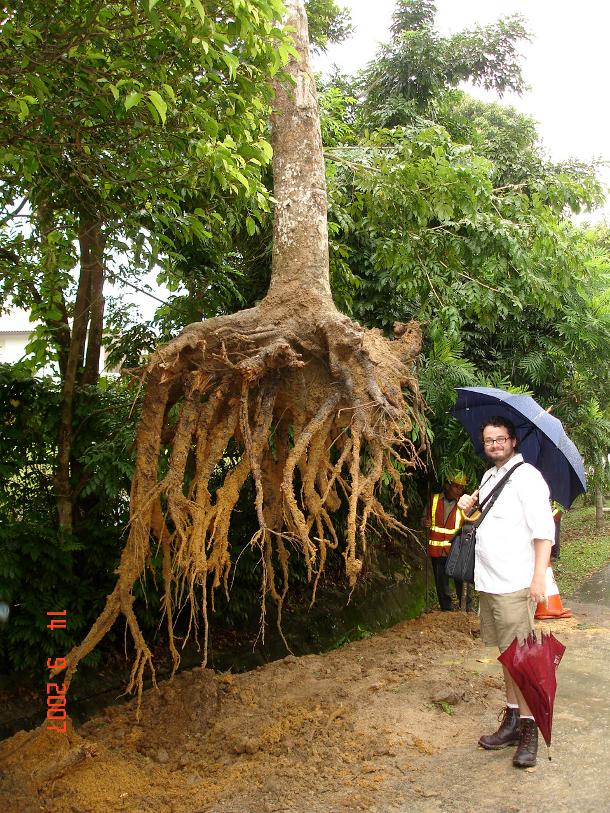 Tree Root Depth Chart