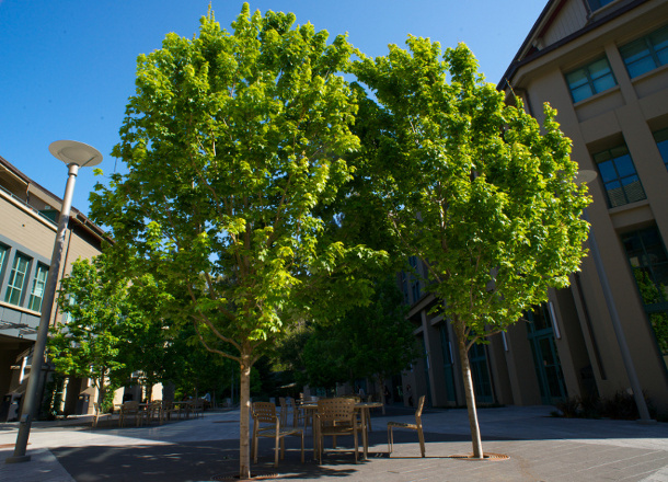 Haas School of Business Courtyard Renovation Silva Cell ...