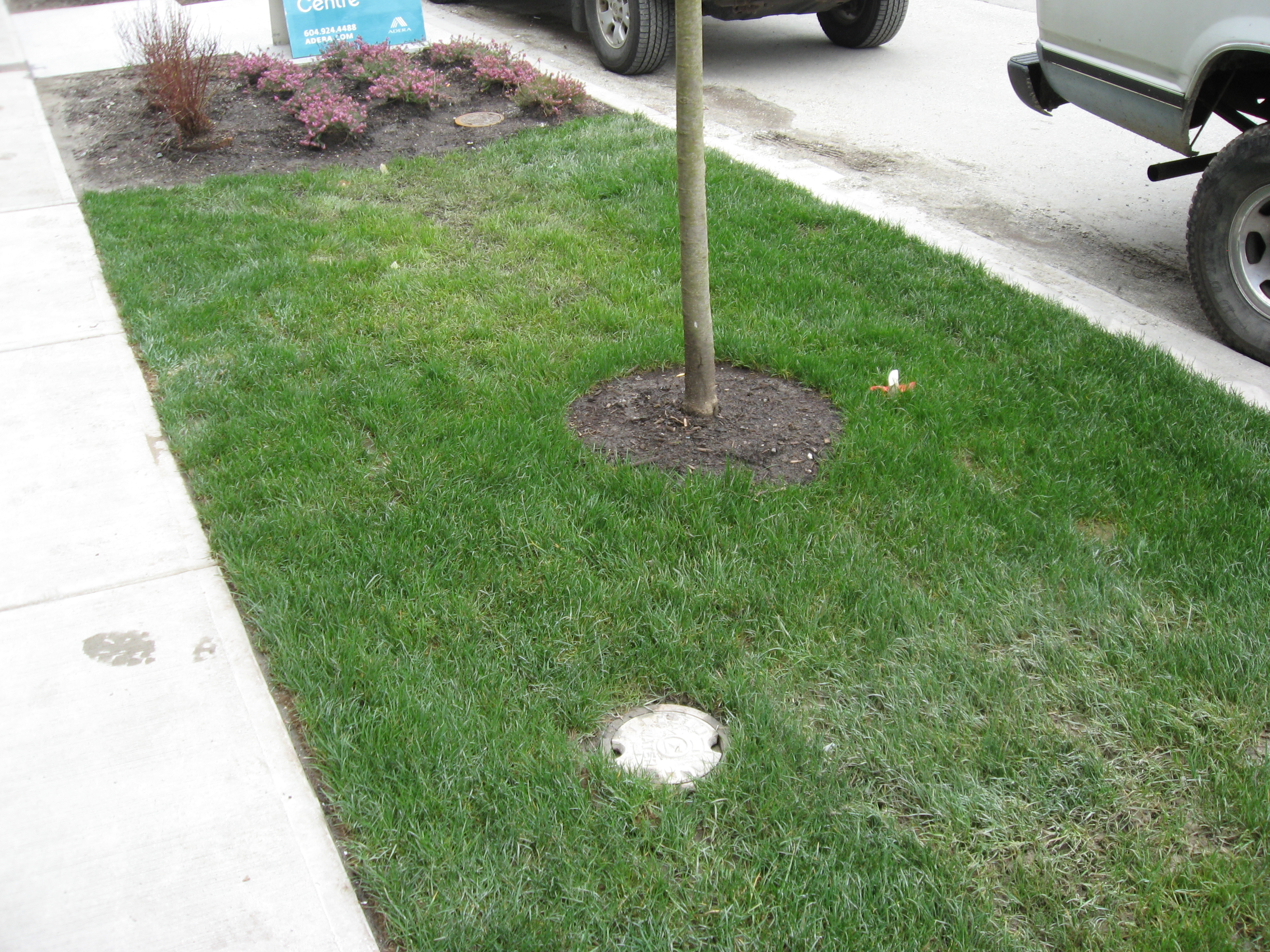 Bioretention Tree Lawn is Free of SettlementSilva Cell case study