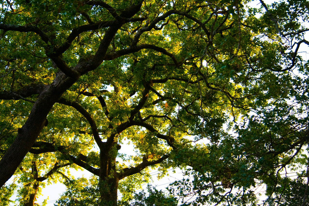 The Most Important Factor for Growing Healthy Trees DeepRoot Blog