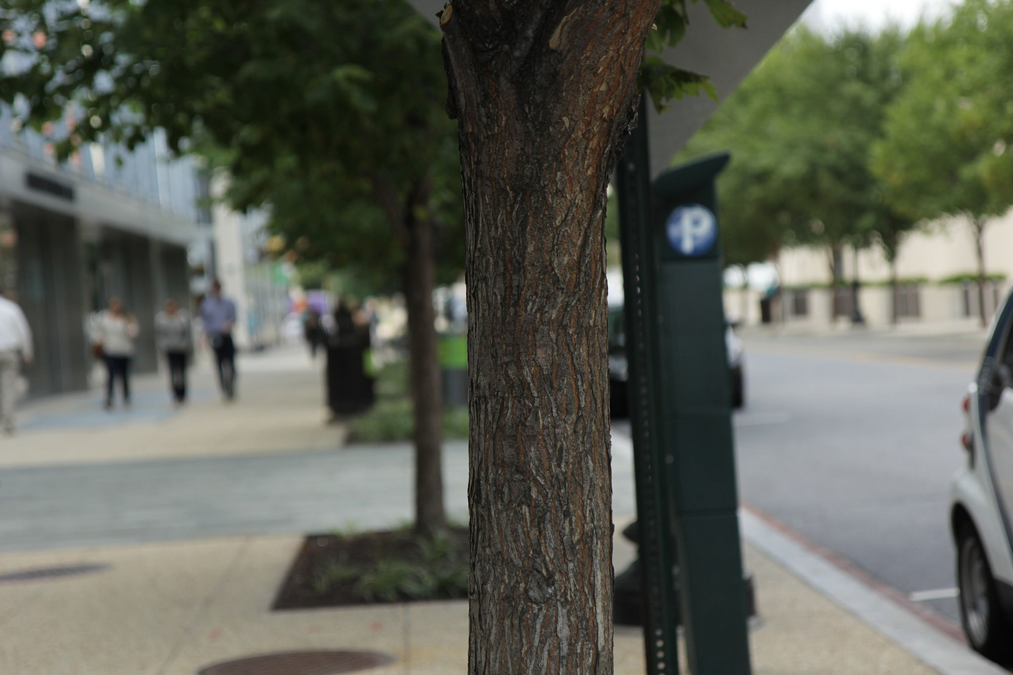 Trees case study picture