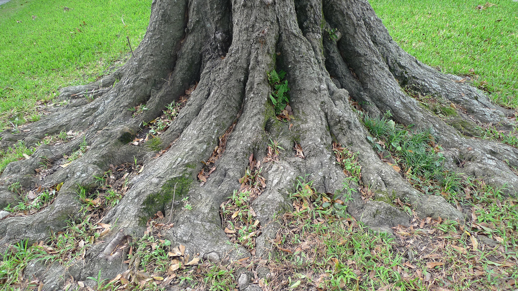 Red Maple Tree Root System