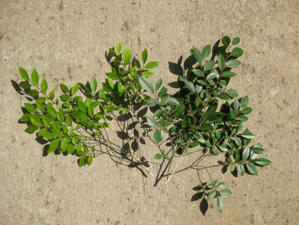 Comparing twigs from trees grown in Structural Soil with trees grown in Suspended Pavement Comparing twigs from trees grown in Structural Soil with trees grown in Suspended Pavement
