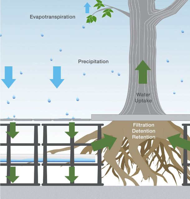 stormwater rootball