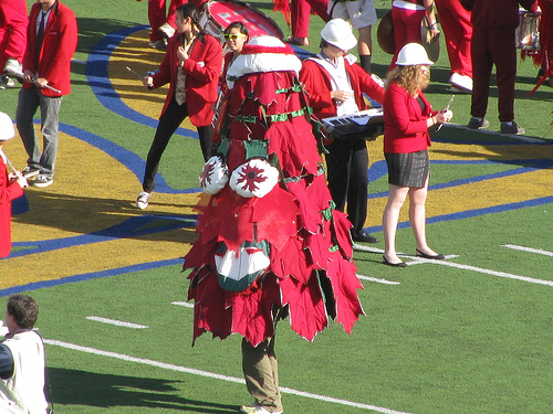 stanford tree football