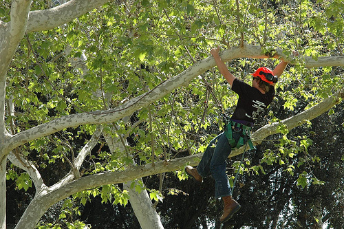 arborist Camberwell