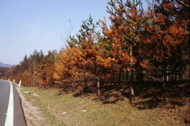 https://www.deeproot.com/wp-content/uploads/stories/2012/02/salt-damage1.jpg?utm_source=chatgpt.com