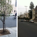 Big Tree, Little Tree