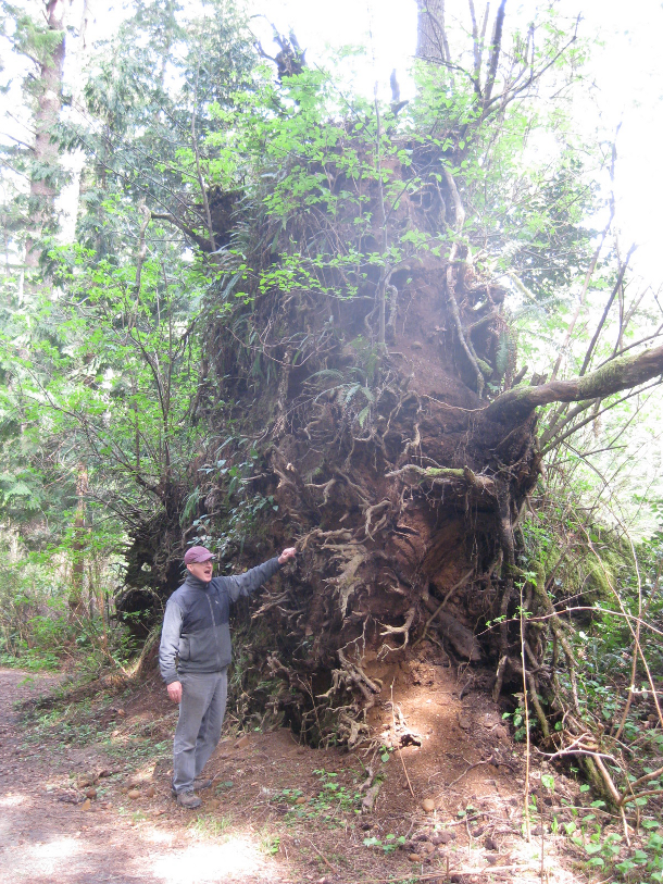 pine tree roots above ground