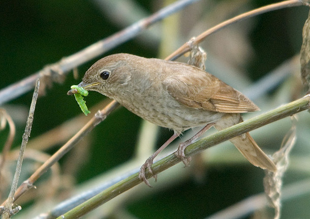 Thrush in the city