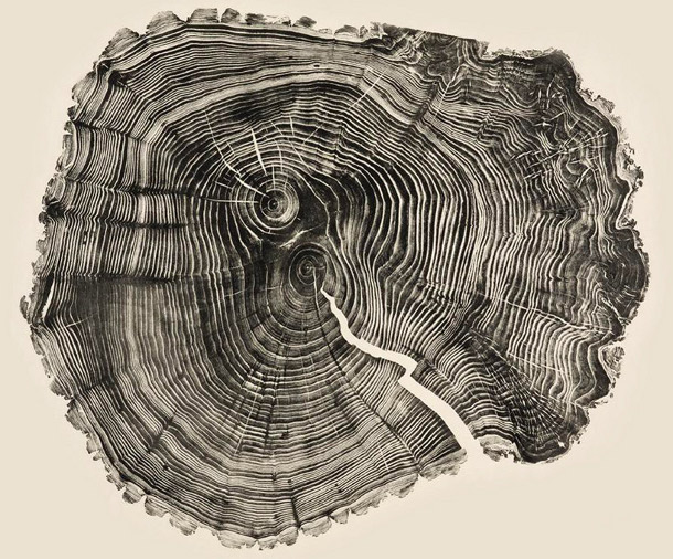 uanset klippe ophavsret Woodcut Prints Showcase the Beauty of Tree Rings | DeepRoot Blog