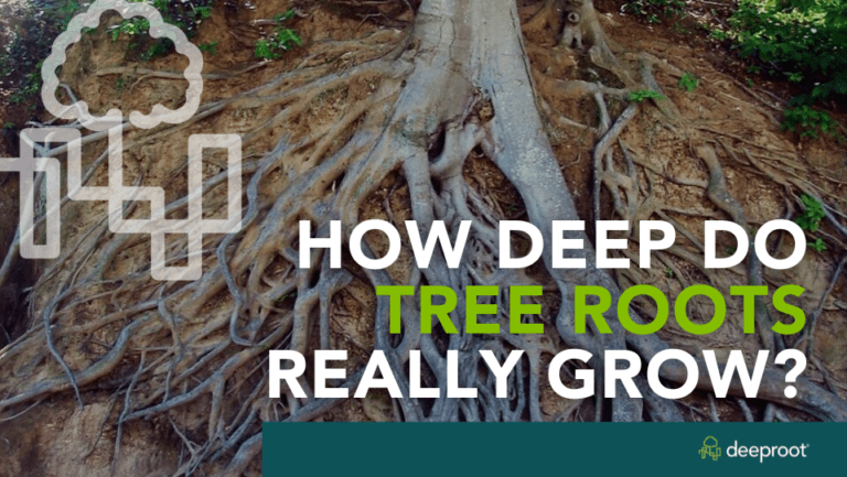 Dc Deep Roots How Deep Do Tree Roots Really Grow? | DeepRoot Blog